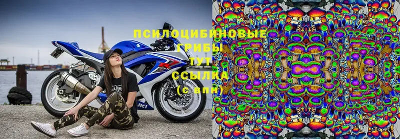 Галлюциногенные грибы Cubensis Ливны